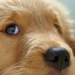 Meet your Posher, Ellen